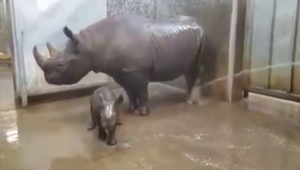 Frame 28.207214 de: Un vídeo que muestra el primer baño de un rinoceronte bebé conmueve al mundo
