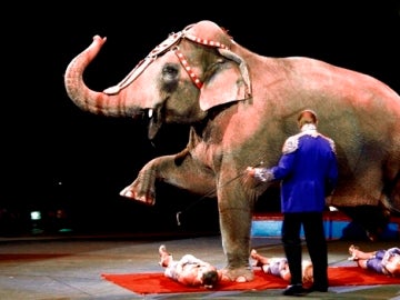 Momento de un espectáculo circense con un elefante
