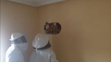 25.000 abejas tras el pladur de su casa