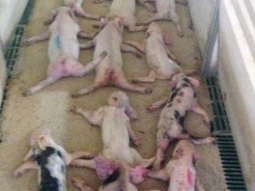 Imagen de los lechones muertos