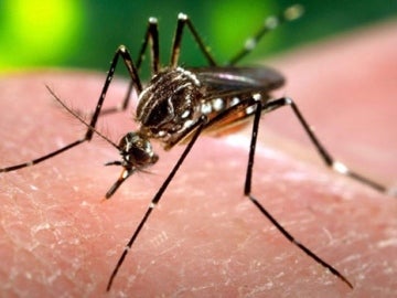 Aedes aegypti, mosquito vector del virus Zika Aedes aegypti, mosquito vector del virus Zika