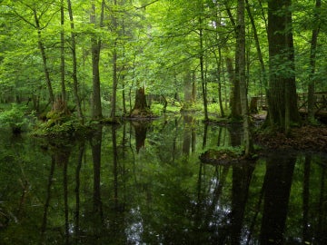 Bosque de Bialowieza, en Polonia Bosque de Bialowieza, en Polonia