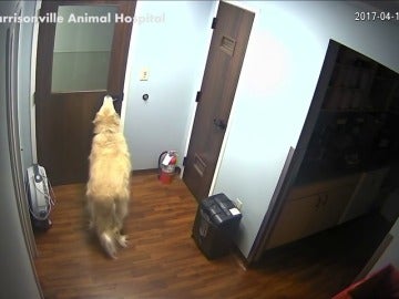 Frame 24.81631 de: Sorprendentes imagenes de un perro capaz de abrir puertas para ir en busca de su familia
