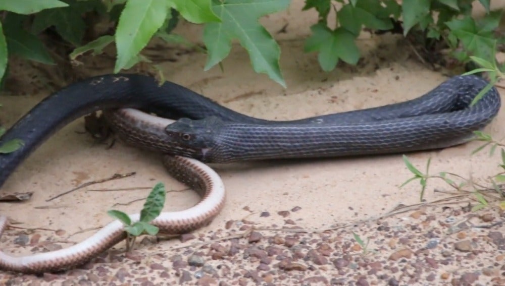 Una serpiente regurgita a otra