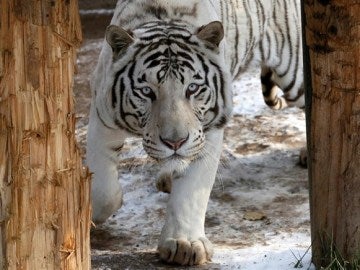 Un tigre albino mata a una cuidadora en un zoo de Inglaterra Un tigre albino mata a una cuidadora en un zoo de Inglaterra