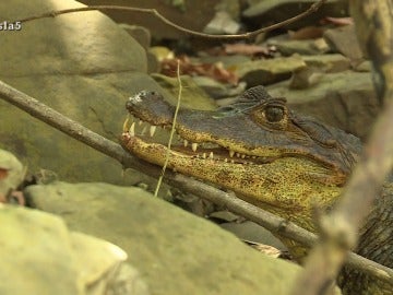 El caimán El caimán