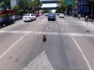 Un hombre se juega la vida para salvar a un perro que se coló en una autopista Un hombre se juega la vida para salvar a un perro que se coló en una autopista