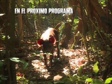 Un jabalí en La Isla Un jabalí en La Isla