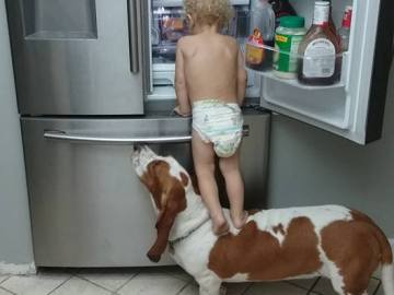 Un bebé se ayuda de su perro para 'asaltar' la nevera Un bebé se ayuda de su perro para 'asaltar' la nevera