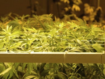Una plantación de marihuana en una imagen de archivo Una plantación de marihuana en una imagen de archivo