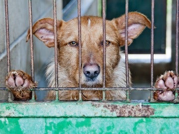 Más de 137.000 animales abandonados en 2016 en España Más de 137.000 animales abandonados en 2016 en España
