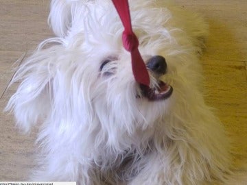 ¿De dónde vienen los perros? ¿De dónde vienen los perros?