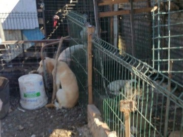 Algunos de los perros rescatados en Algeciras Algunos de los perros rescatados en Algeciras