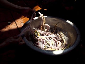 Un niño chino sobrevive 24 días alimentándose de carne de serpiente Un niño chino sobrevive 24 días alimentándose de carne de serpiente