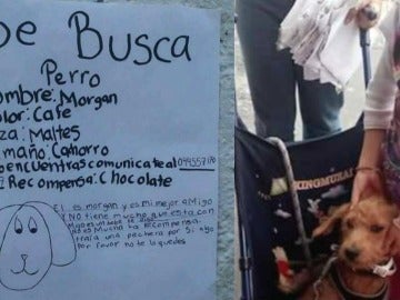 A la izquierda el cartel de 'se busca' de Morgan, a la derecha el animal junto a su dueña A la izquierda el cartel de 'se busca' de Morgan, a la derecha el animal junto a su dueña