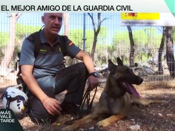 Perro de búsqueda de la Guardia Civil