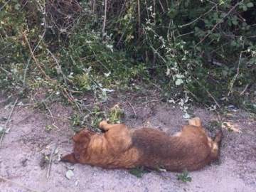Imagen del perro tras el disparo Imagen del perro tras el disparo