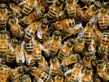Abejas Abejas