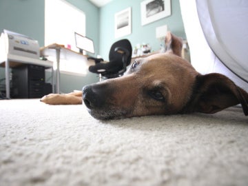 Dog to Work Day Dog to Work Day
