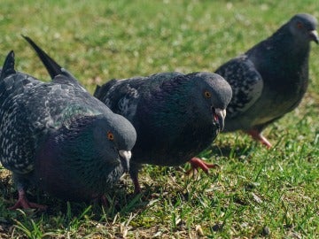 Palomas Palomas