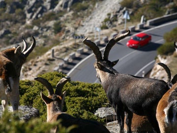 Cabras montesas frente a una carretera Cabras montesas frente a una carretera
