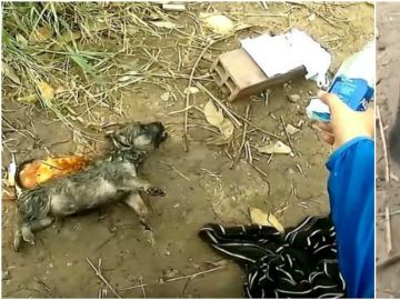 Un ciclista salva a un cachorro en Vietnam Un ciclista salva a un cachorro en Vietnam