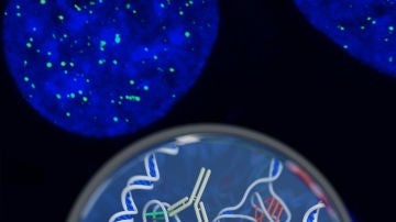 Ilustración del ADN i-motif, unido al anticuerpo que se ha usado para detectarlo Ilustración del ADN i-motif, unido al anticuerpo que se ha usado para detectarlo