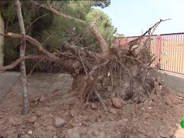 árbol caído por las fuertes rachas de viento en Elche árbol caído por las fuertes rachas de viento en Elche