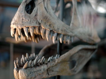 Cada dinosaurio carnivoro tenia sus bocados favoritos Cada dinosaurio carnivoro tenia sus bocados favoritos