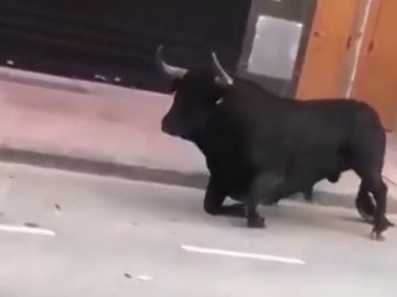 Un toro en los festejos de Vila Real Un toro en los festejos de Vila Real