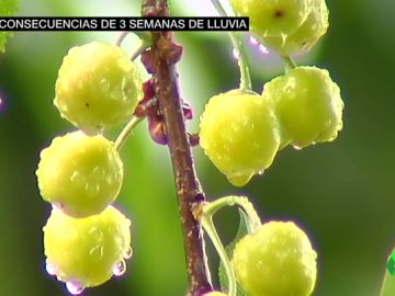 Las consecuencias de tres semanas de lluvia: embalses llenos pero temporada desastrosa para la fruta de verano Las consecuencias de tres semanas de lluvia: embalses llenos pero temporada desastrosa para la fruta de verano