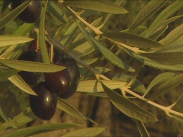 Aceitunas Aceitunas