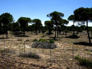 Interior del Parque de Doñana Interior del Parque de Doñana