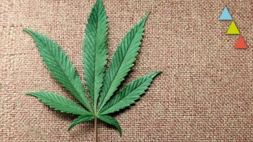Qué le ocurre a tu cuerpo cuando fumas marihuana Qué le ocurre a tu cuerpo cuando fumas marihuana