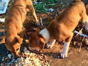 Comida para perros Comida para perros
