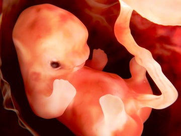 Feto humano a las nueve semanas de gestación Feto humano a las nueve semanas de gestación