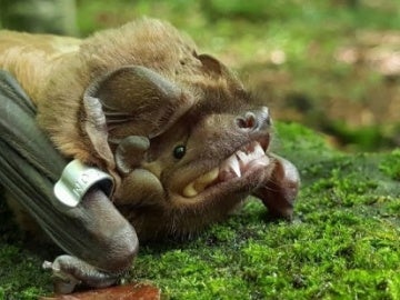 Uno de los murciélagos de la especie 'Nóctulo Mayor' Uno de los murciélagos de la especie 'Nóctulo Mayor'