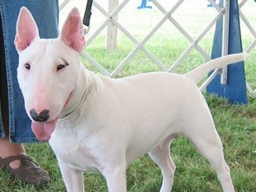 Bull Terrier Bull Terrier