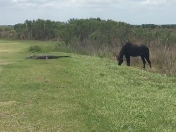 El caballo y el cocodrilo antes del enfrentamiento 
