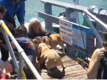 La agresión de los perros al hombre
