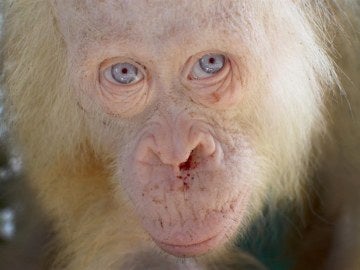 Rescatan a una orangután albina "extremadamente rara" Rescatan a una orangután albina "extremadamente rara"