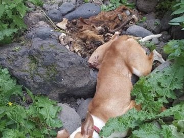Imagen de un perro despeñado que acompaña la petición de change.org reclamando justicia Imagen de un perro despeñado que acompaña la petición de change.org reclamando justicia