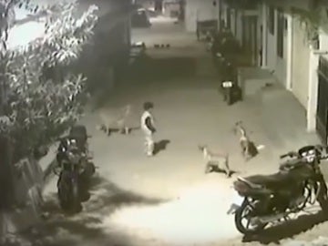 Un niño se enfrenta a varios perros en la India Un niño se enfrenta a varios perros en la India