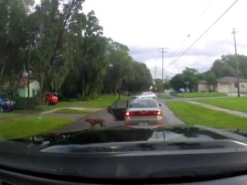 Una captura del vídeo en el que el perro es abandonado