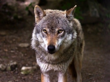 Imagen de archivo de un lobo ibérico Imagen de archivo de un lobo ibérico