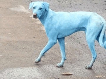 Uno de los perros afectamos por la contaminación Uno de los perros afectamos por la contaminación