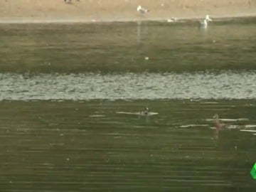 Los animalistas consiguen que en la asturiana Fiesta del Pato las aves no se cojan en el agua Los animalistas consiguen que en la asturiana Fiesta del Pato las aves no se cojan en el agua