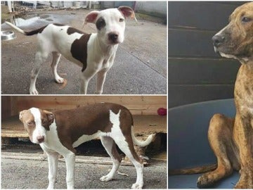 Estos son los tres perros que fueron robados Estos son los tres perros que fueron robados