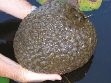 Extraña 'criatura' encontrada en un lago de Canadá Extraña 'criatura' encontrada en un lago de Canadá