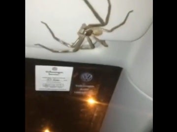 La araña que 'secuestro' a una conductora La araña que 'secuestro' a una conductora
